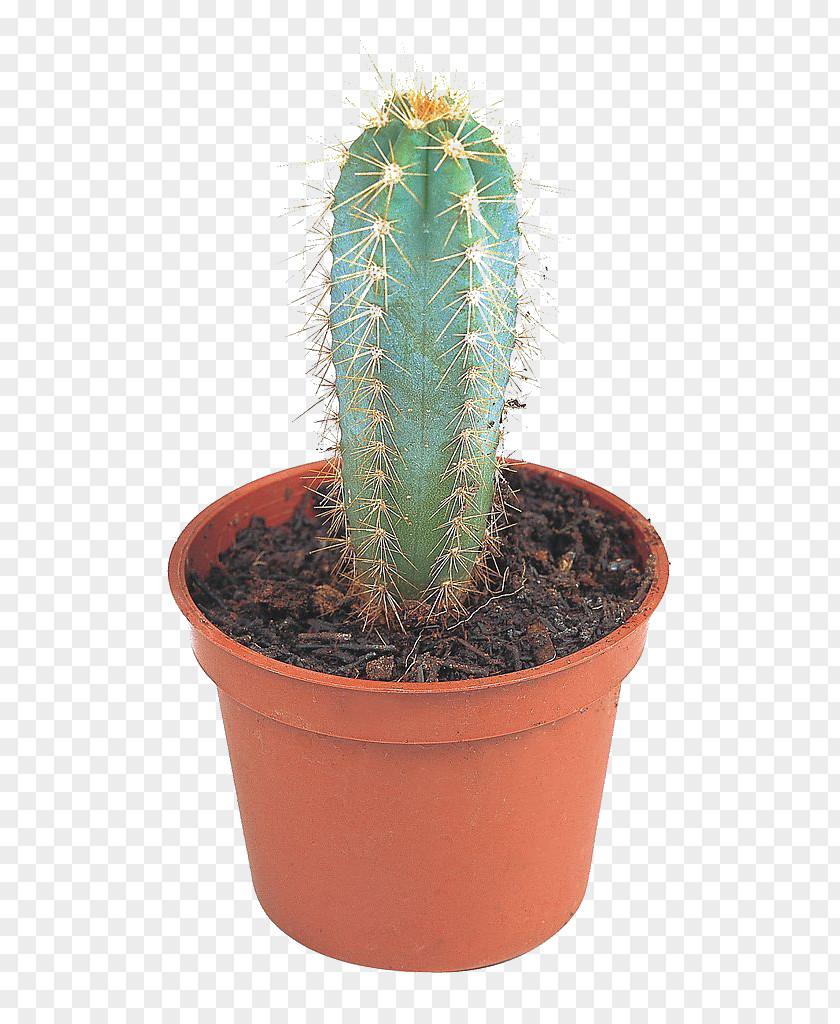 Potted Cactus Cactaceae Opuntia Stricta Aloe Vera Succulent Plant Flowerpot PNG