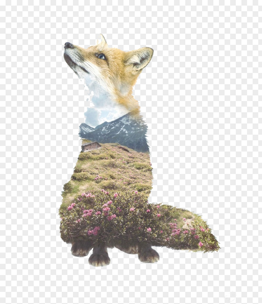 Wild Forest Fox Multiple Exposure Portrait Photography Animal PNG