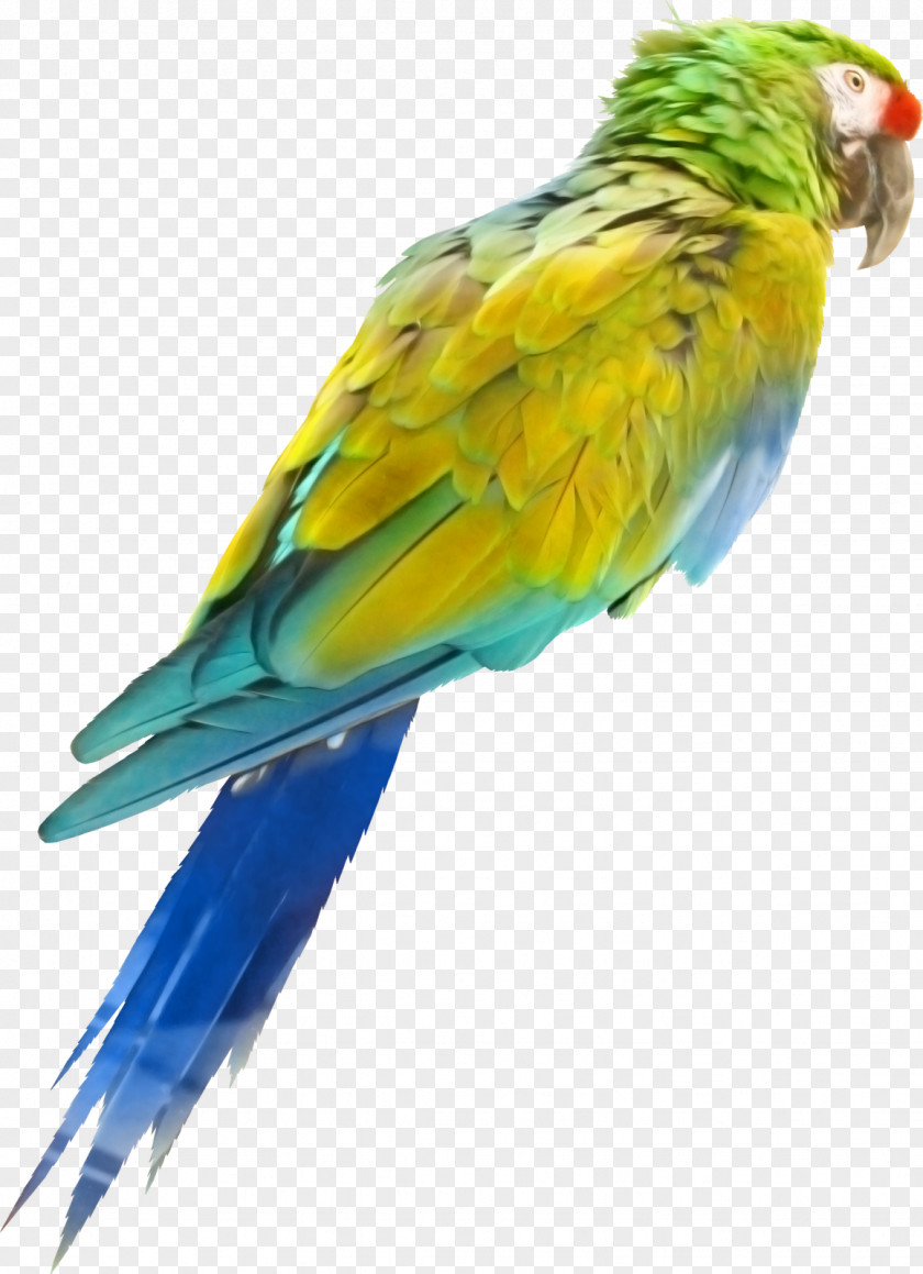 Bird Parrot Oiseaux Tropicaux Perroquet PNG
