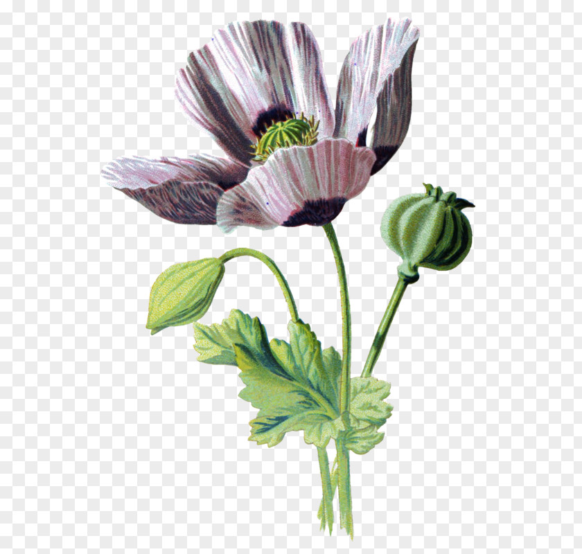 Botanical Illustration Botany Opium Poppy Image PNG