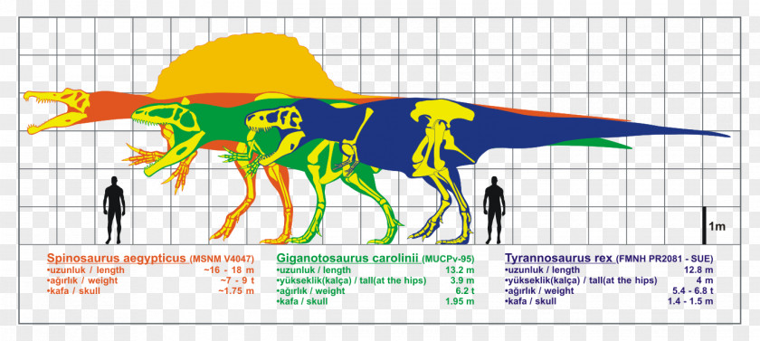Carnivore Giganotosaurus Spinosaurus Carcharodontosaurus Allosaurus Baryonyx PNG