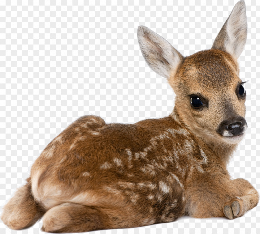 Deer Roe White-tailed Desktop Wallpaper Dog PNG