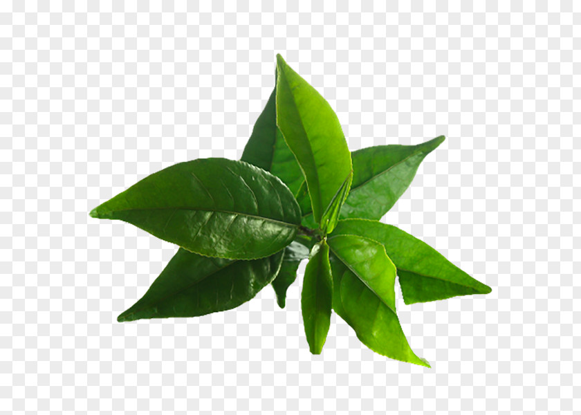 Green Tea Tree Matcha Oil Camellia Sinensis PNG