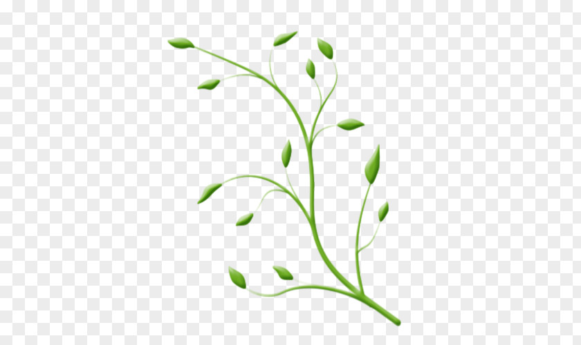 Leaf Plant Stem Flower Theatre Clip Art PNG
