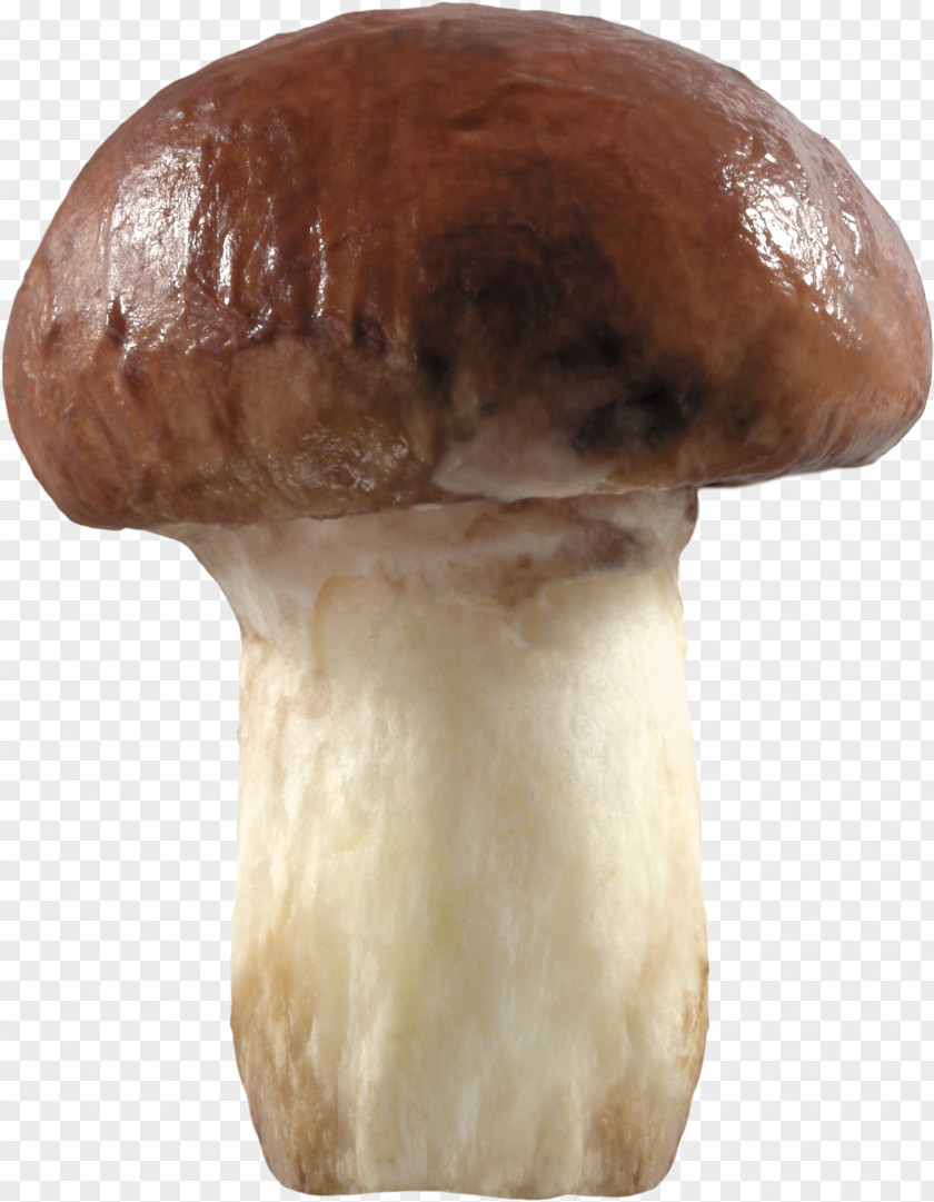 Mushroom Fungus Clip Art PNG