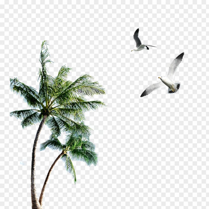 Palm Seagull Island Clip Art PNG