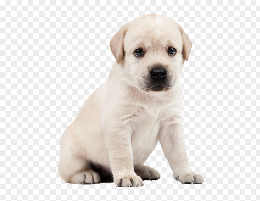 Puppy Labrador Retriever Dog Breed Companion Yorkshire Terrier PNG