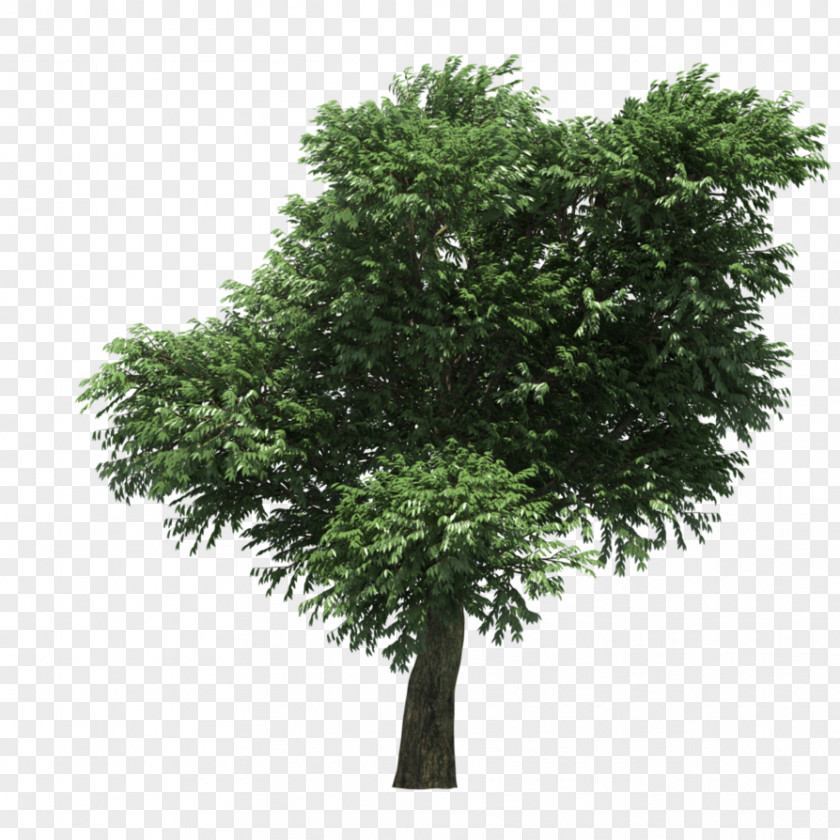 Tree 3D Computer Graphics Pacific Madrone Modeling Illustration PNG
