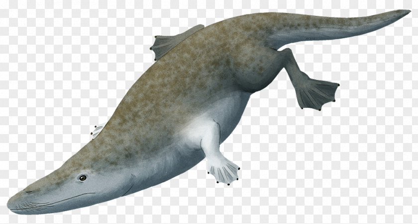 Avp Evolution Rodhocetus Ambulocetus Cetacea Protocetidae Eocene PNG