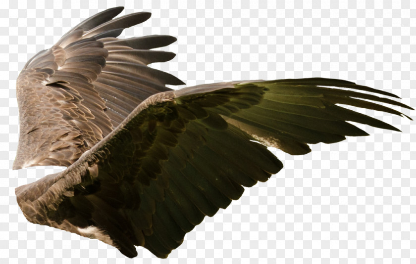 Eagle Bird Artist Buzzard PNG