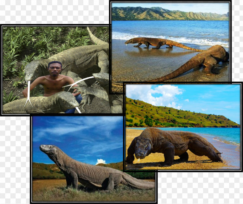 Komodo Reptiles Ecosystem Wildlife Fauna PNG