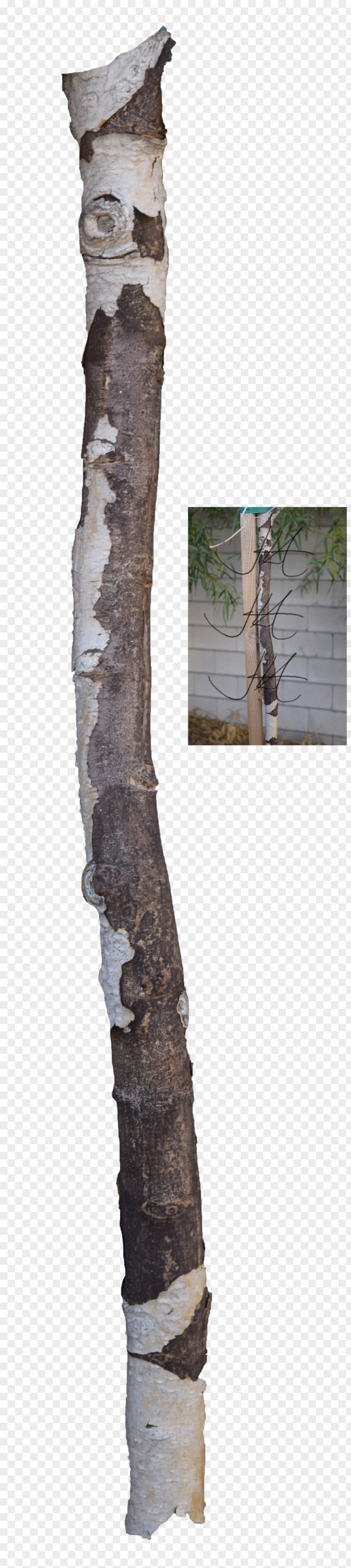 Tree Branch Trunk Wood PNG