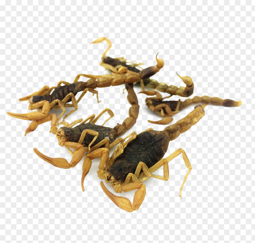 Chinese Herbal Medicine Scorpion Herbology Crude Drug PNG