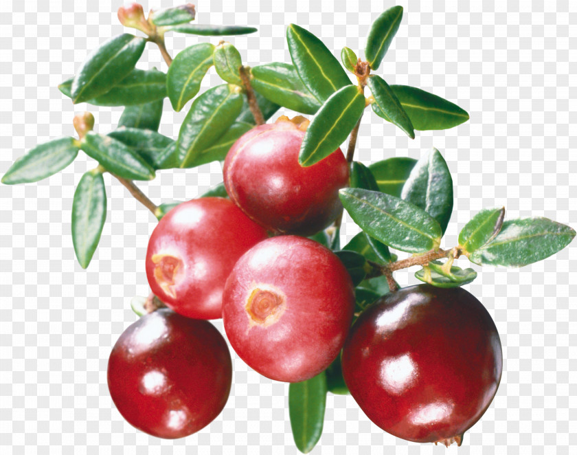 Cranberries Cranberry Juice Marmalade Mors PNG