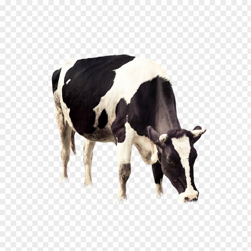 Dairy Cow Banana Flavored Milk Cattle South Korea Calf PNG