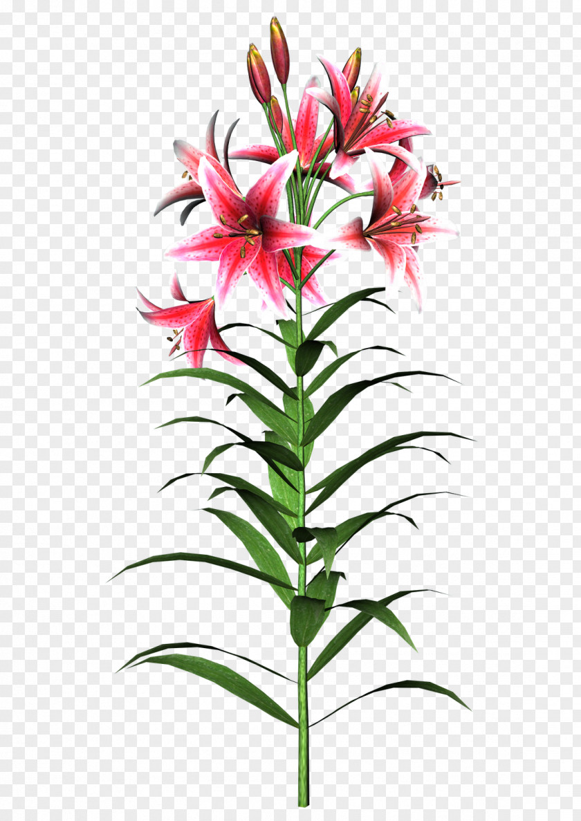 Flower Tiger Lily Easter Turk's-cap Clip Art PNG