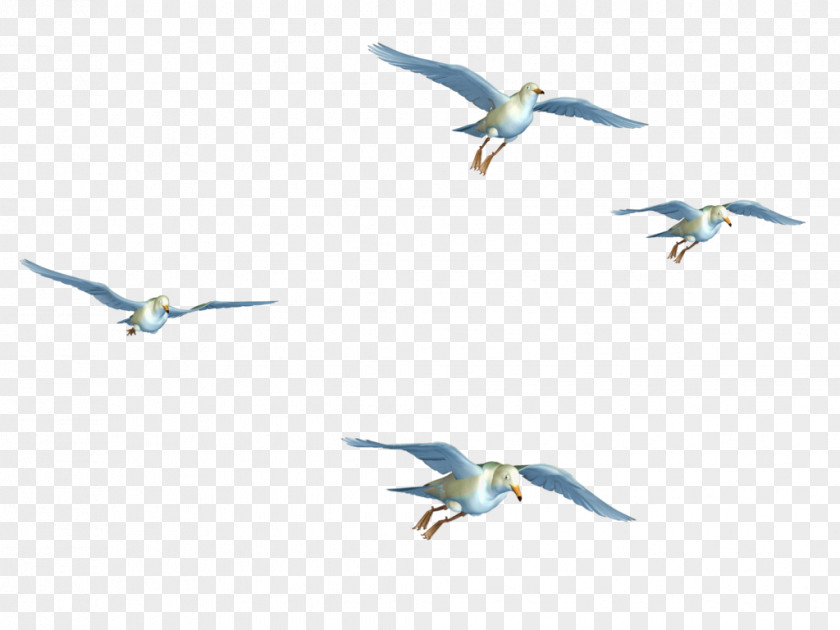 Flying Birds Bird Flight Clip Art PNG