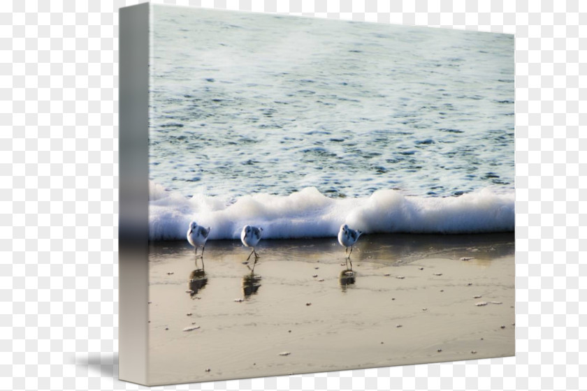 Bird Seabird Picture Frames Gallery Wrap Three Little Birds PNG