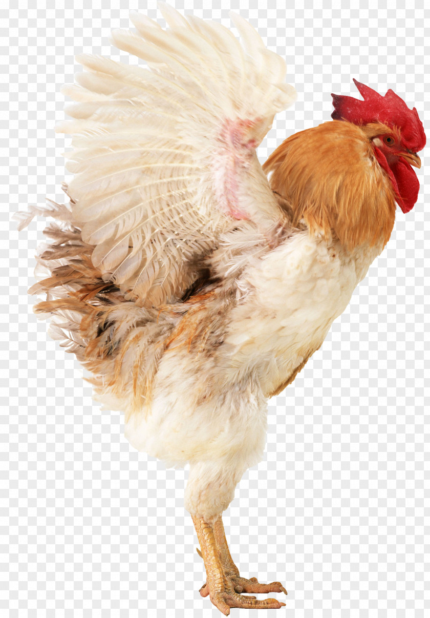 Chicken Broiler Poultry Farming Rooster PNG