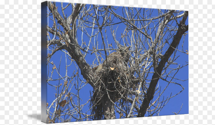 Great Horned Owl Wildlife Hawk Eagle Fauna PNG