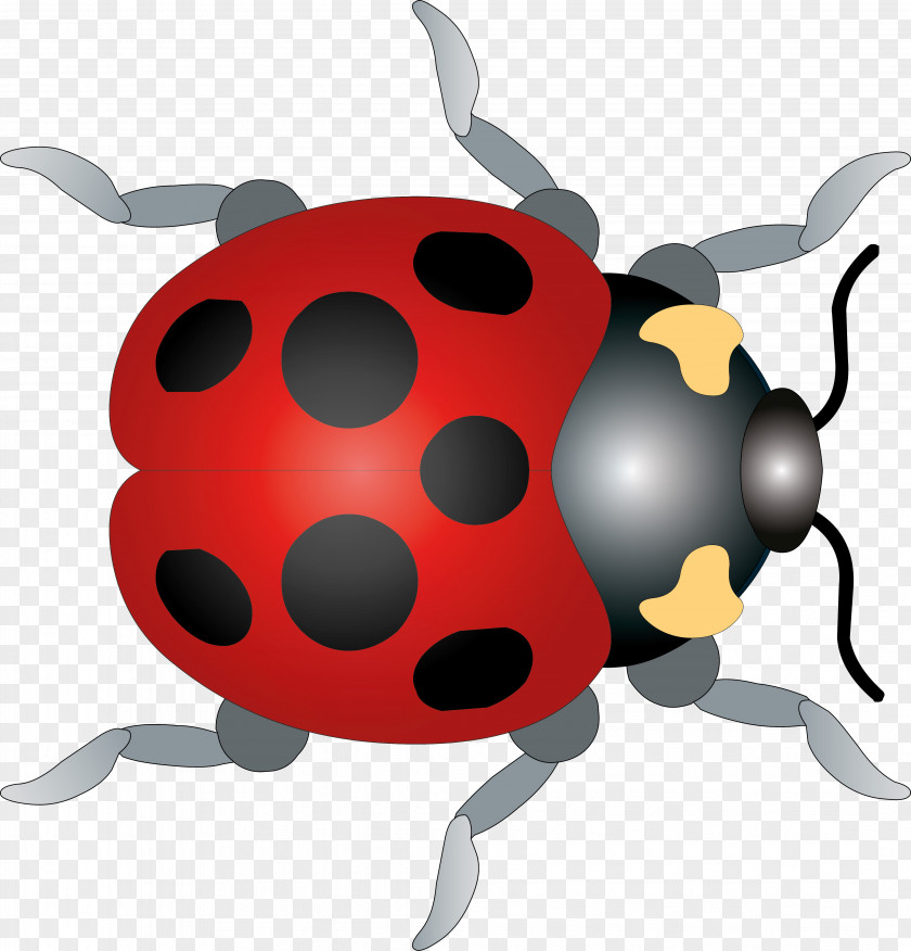 Ladybug Ladybird Beetle Clip Art PNG