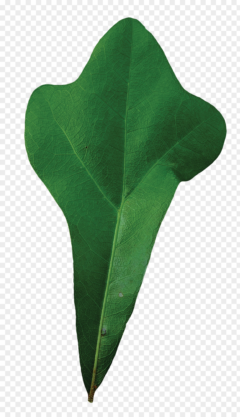 Leaf Water Oak Southern Live Acorn Tree PNG