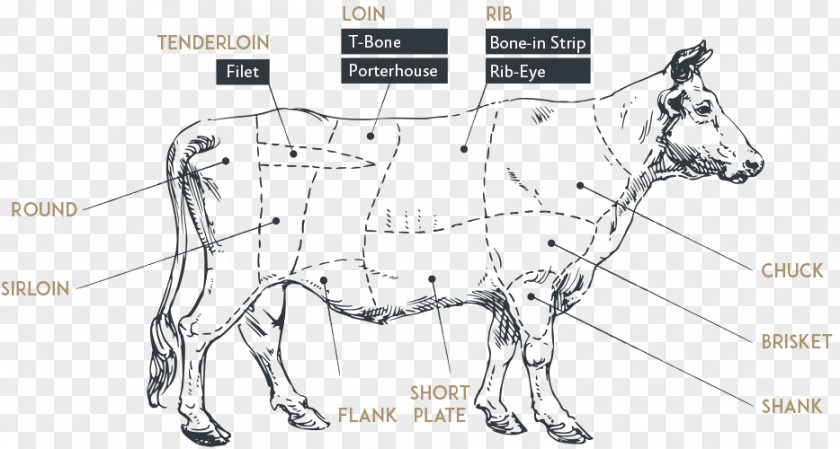 Mustang Mule Bridle Mane Cattle PNG