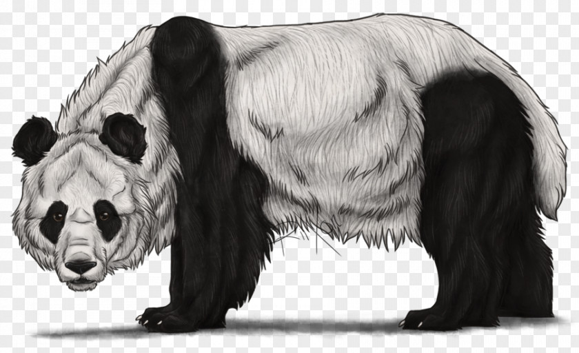 Giant Panda The Bear Drawing Sketch PNG