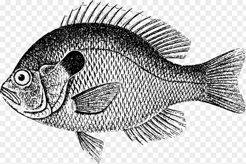 Largemouth Bass Download Vector Graphics Clip Art Philippe Eveilleau Drawing PNG