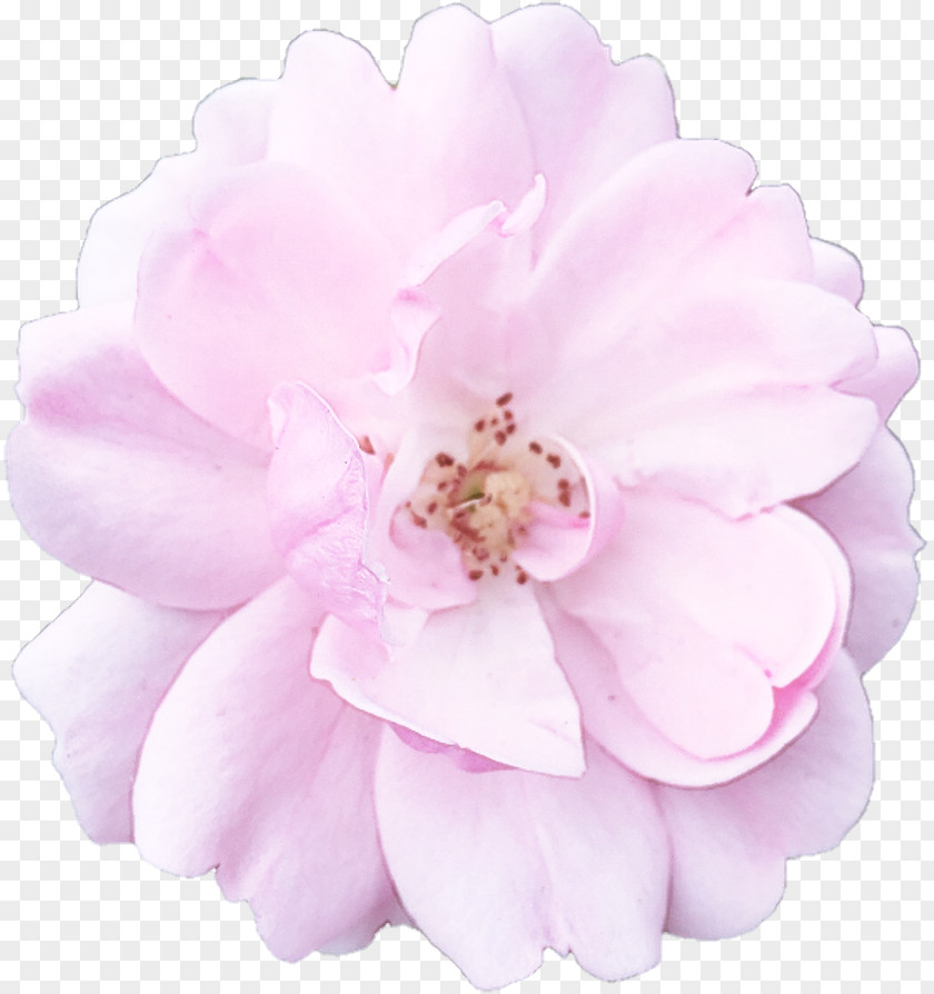 Rose Cut Flowers PNG