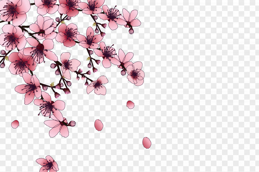 Cherry Blossoms National Blossom Festival Pink PNG