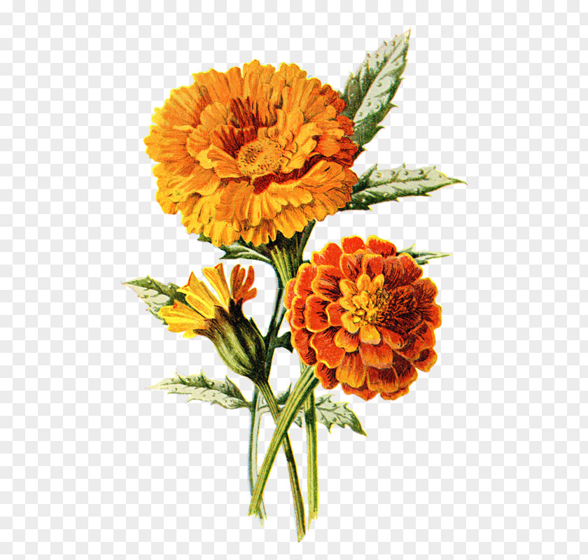 Flower Mexican Marigold Tattoo Clip Art PNG