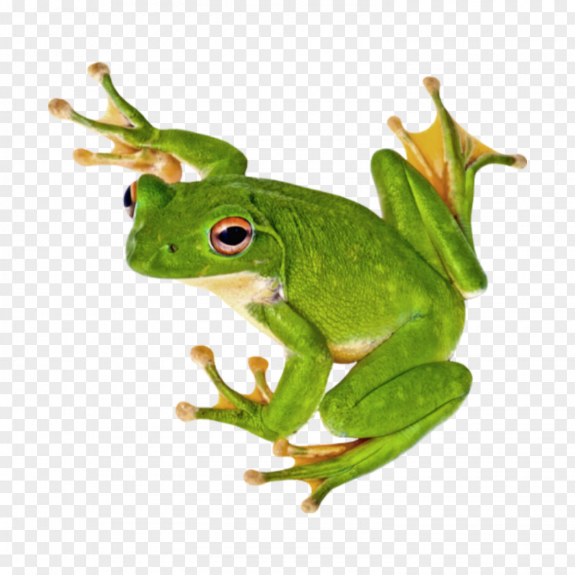 Frog Tree Stock.xchng Stock Photography PNG