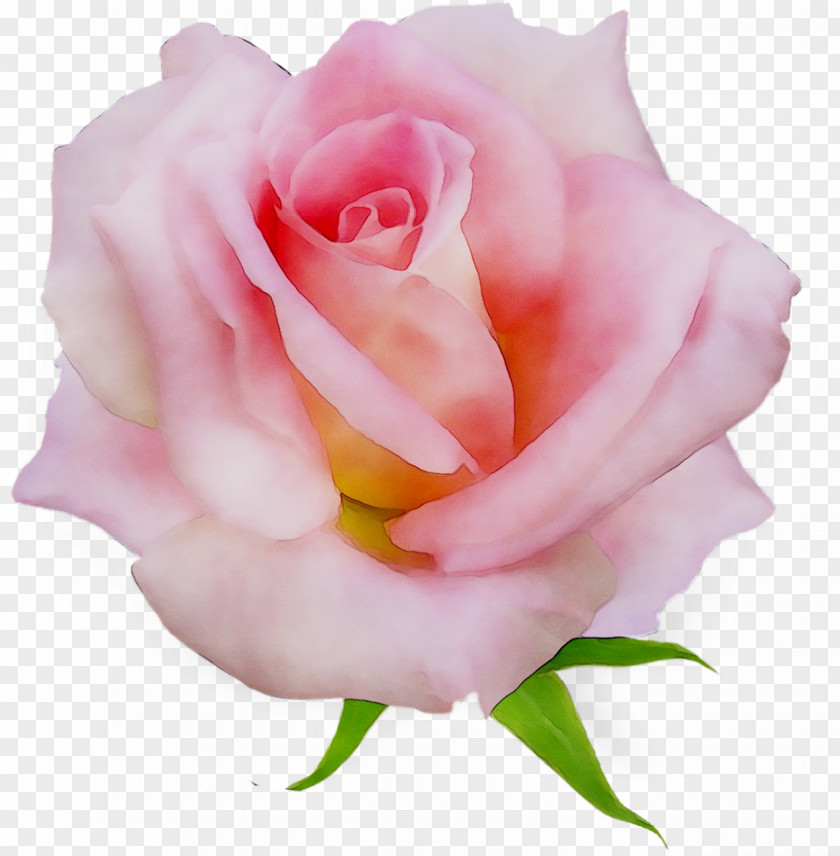 Garden Roses Cabbage Rose Floribunda Pink PNG