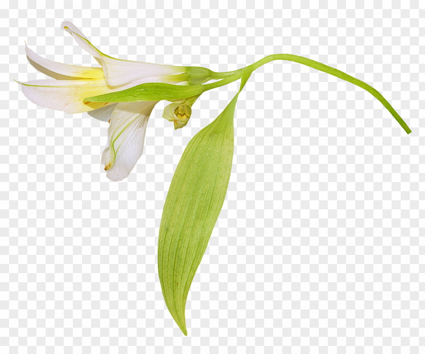 Lilium Yuri Leaf PNG Leaf, lily clipart PNG