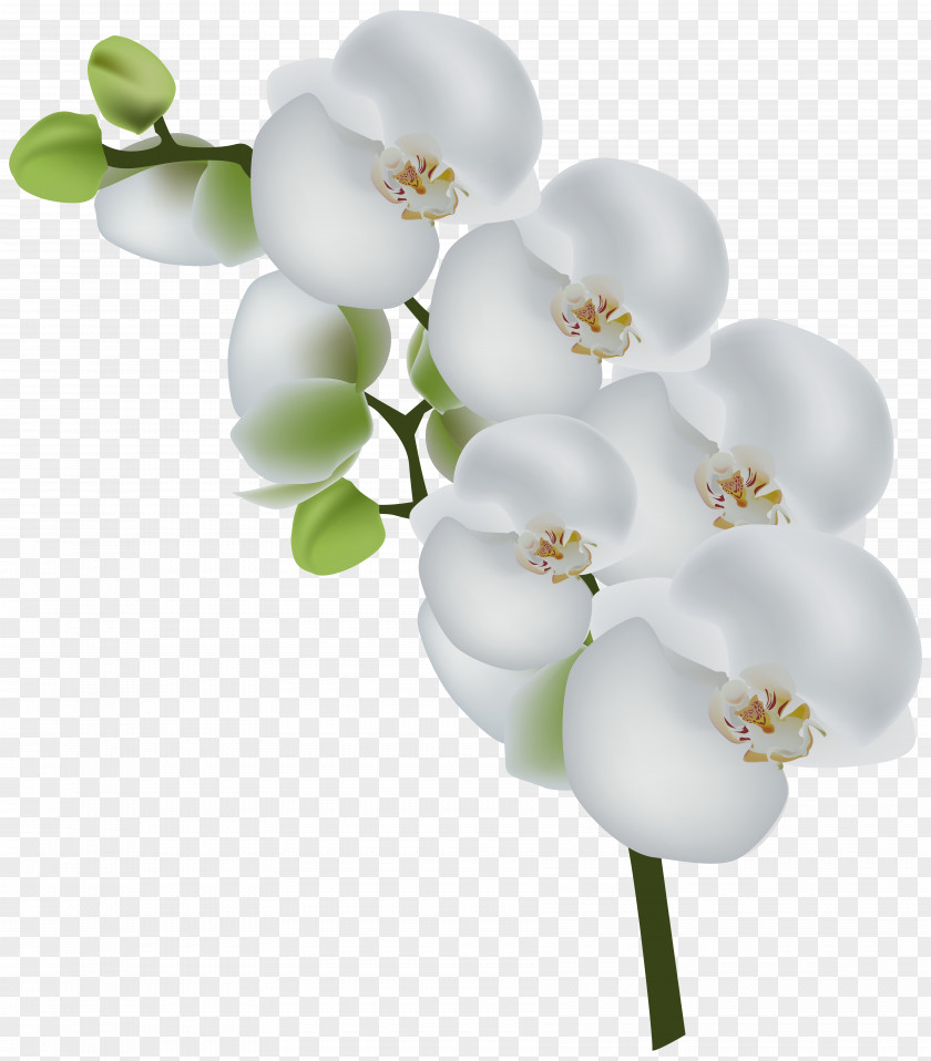 White Orchid Transparent Clip Art Image Orchids Stock Photography PNG