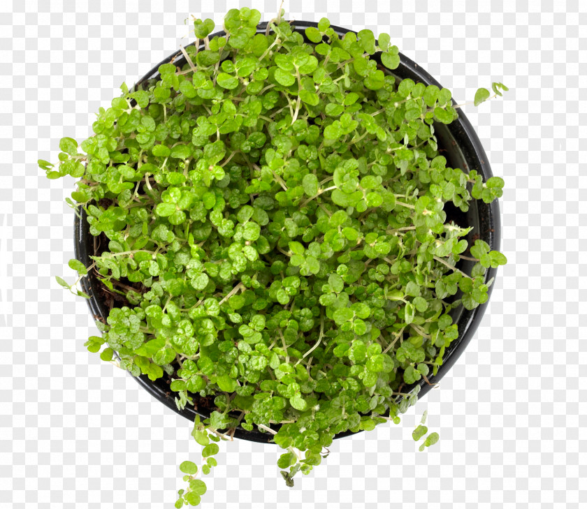 Potted Top View PNG top view clipart PNG