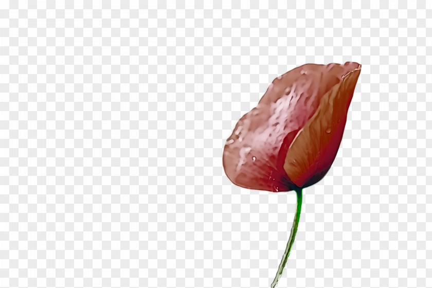 Tulip Petal Close-up PNG