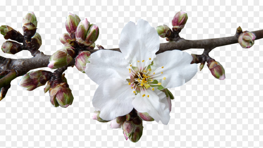 Almond Blossoms Food Autohaus GesmbH Tonitz PNG