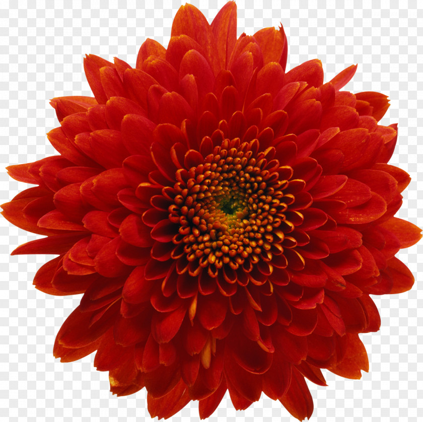 Chrysanthemum Red Flower Stock Photography Royalty-free PNG