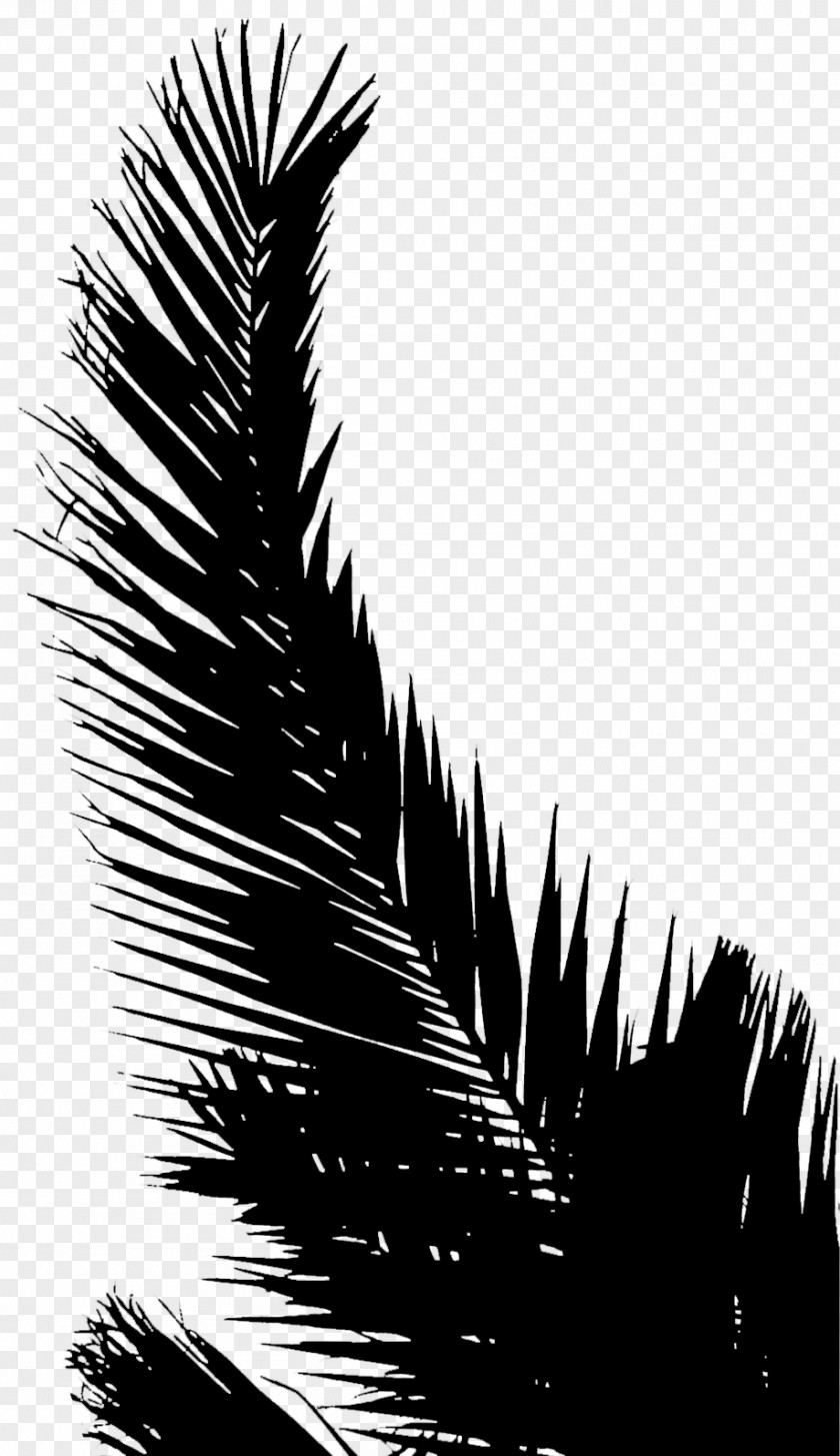 Palm Trees Line Silhouette Leaf Sky PNG