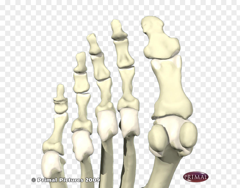 Skeleton Foot Finger Sesamoid Bone First Metatarsal PNG