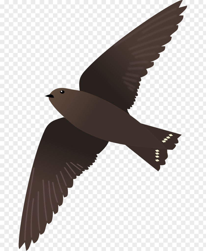 Beak Water Bird Fauna Feather PNG
