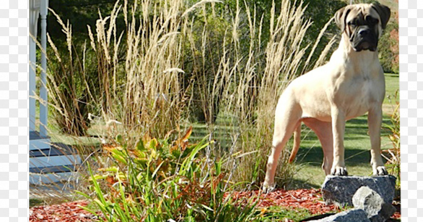 Bullmastiff Dog Breed Sloughi Whippet Great Dane Grasses PNG