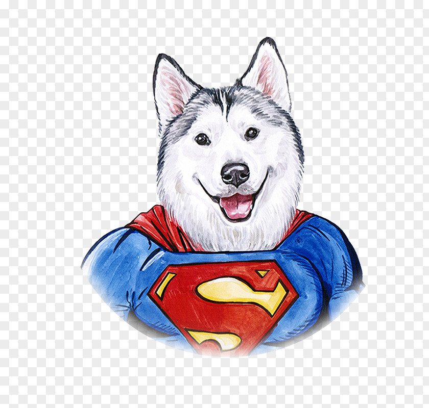 Hand Painted Watercolor Dog Superman Siberian Husky Sakhalin Clark Kent Painting Illustration PNG