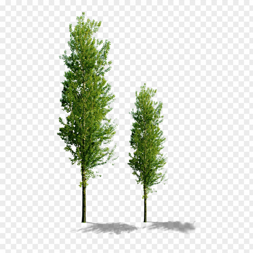 Trees Tree Computer File PNG
