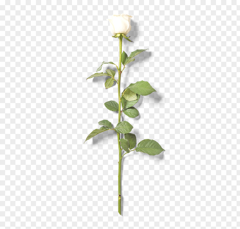 White Rose Beach Flower PNG