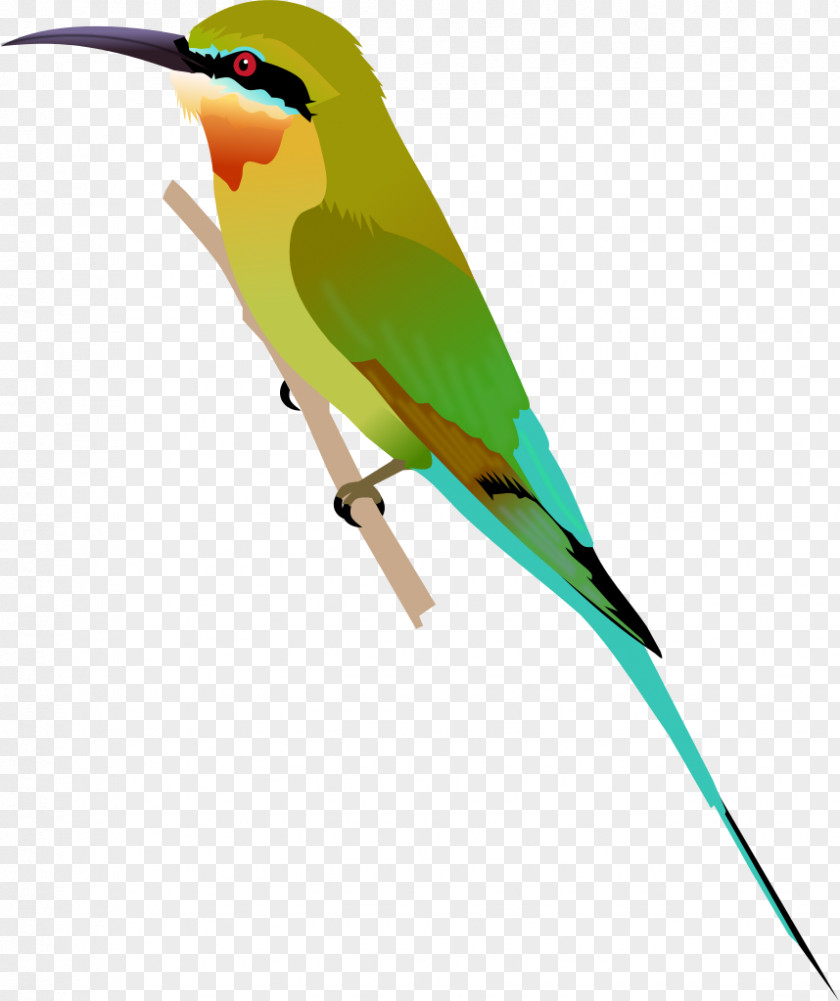 Bee Beak Blue-tailed Bee-eater Green Olive PNG