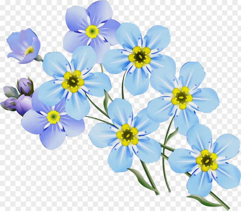 Borage Family Water Forget Me Not Flowering Plant Alpine Forget-me-not Flower Blue PNG