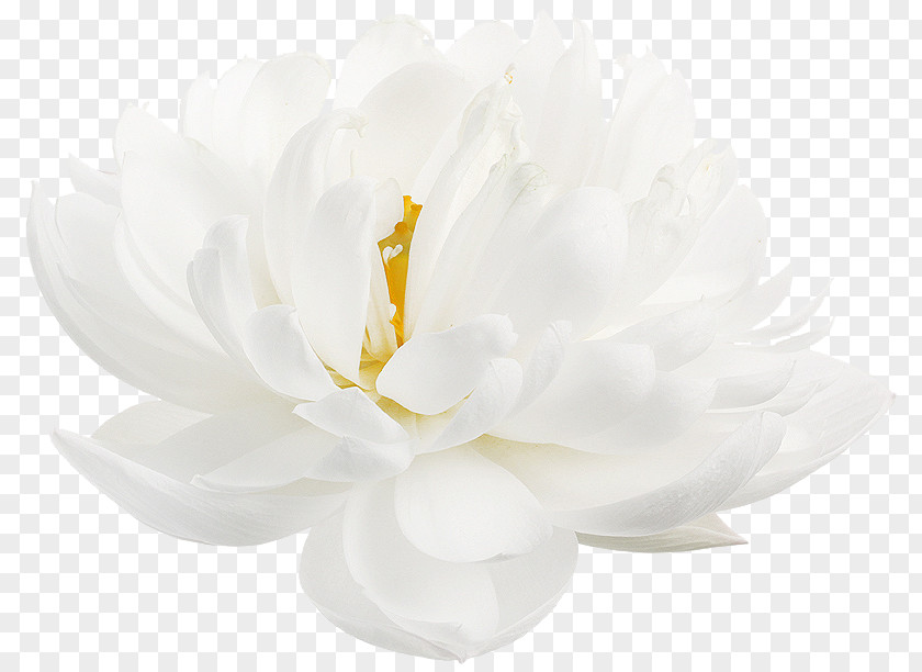Flower Nelumbo Nucifera White Petal Desktop Wallpaper PNG